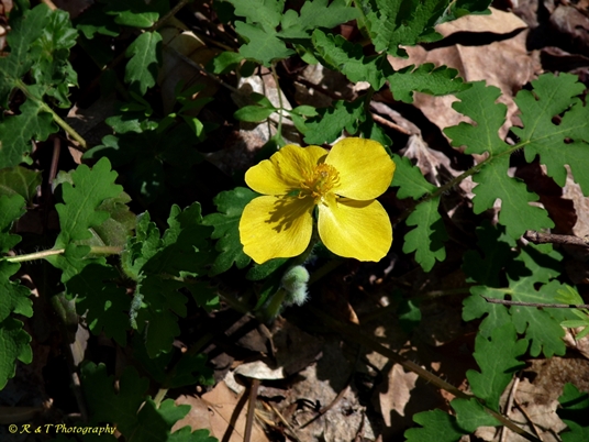 {Stylophorum diphyllum}